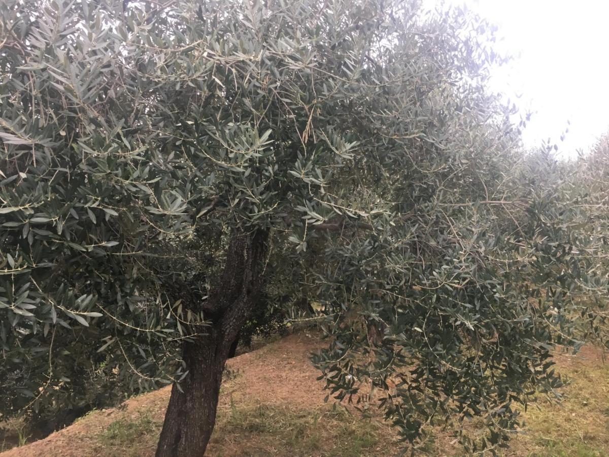 Agriturismo Lavalleggia Tovo San Giacomo エクステリア 写真